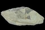 Pennsylvanian Fossil Fern (Macroneuropteris?) Plate - Kentucky #136793-1